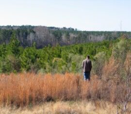 Person standing in field overlooking forest.